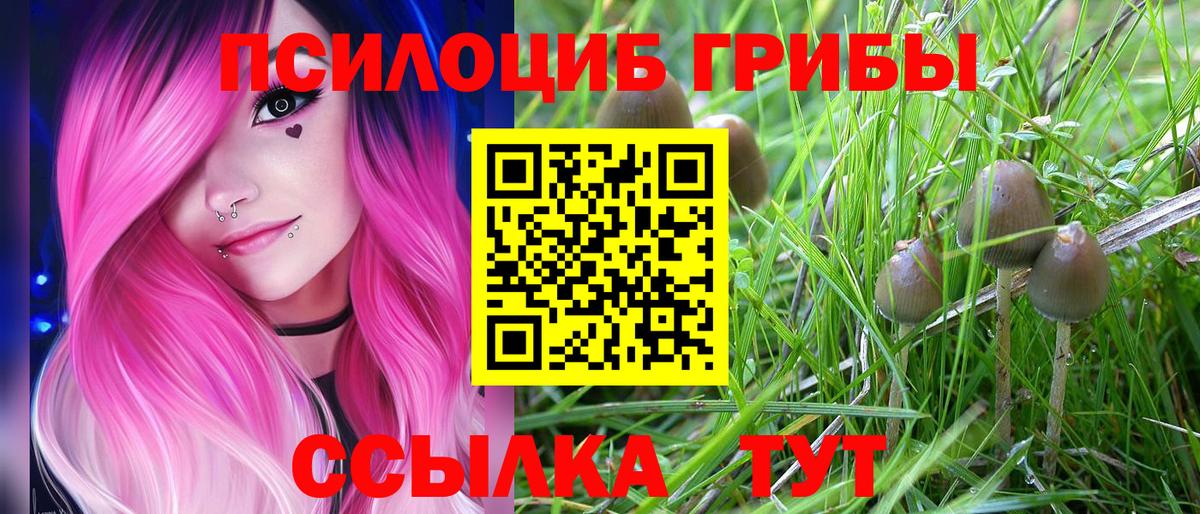 Галлюциногенные грибы Magic Shrooms  Псилоцибиновые грибы Psilocybine cubensis  Сунжа  Вход с VPN 